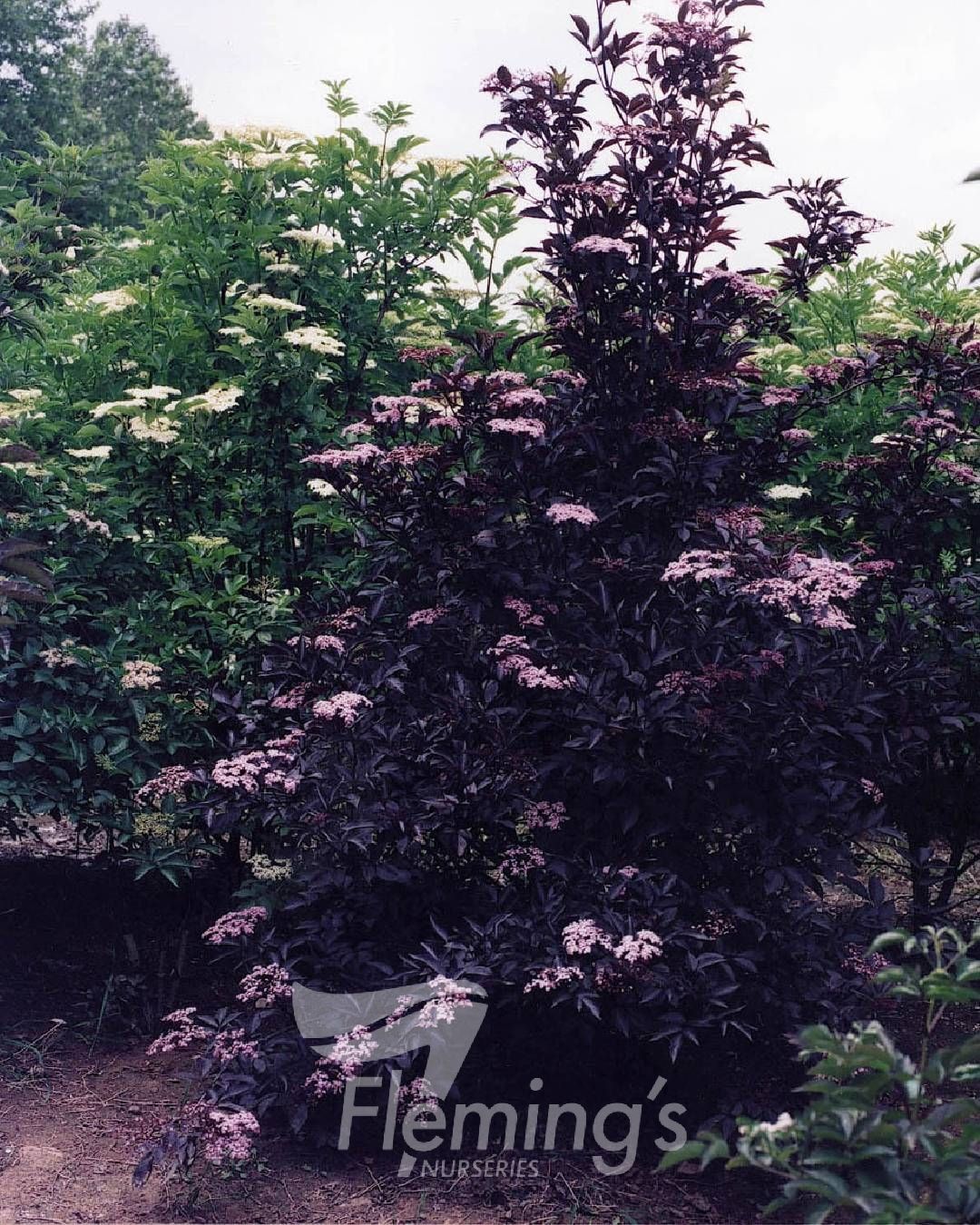 Elderberry - Black Lace
