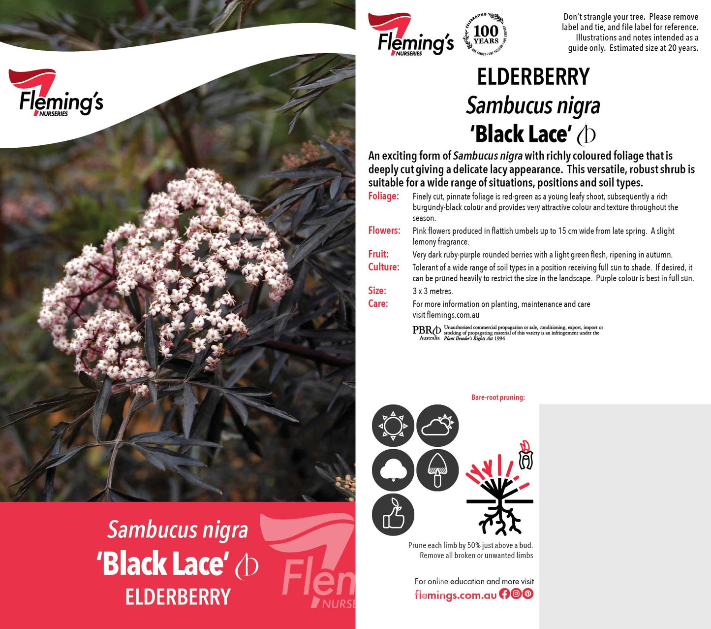 Elderberry - Black Lace