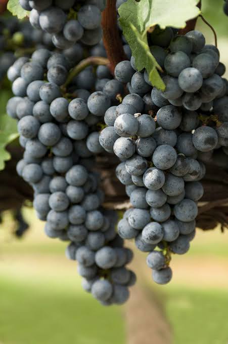 Grape - Black Muscat (QLD ONLY)