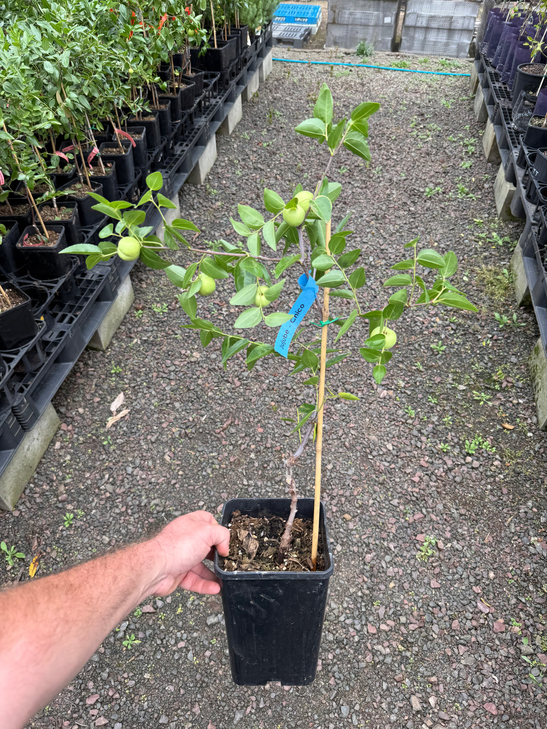 Buy Jujube Trees Online - Delivered to your door! – Ross Creek Tropicals