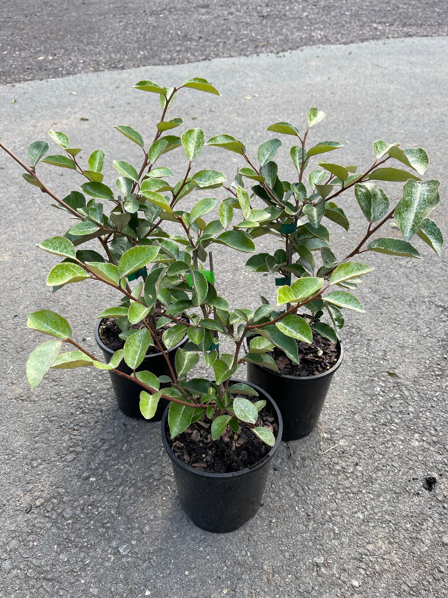 Elaeagnus Macrophylla - Silver Berry