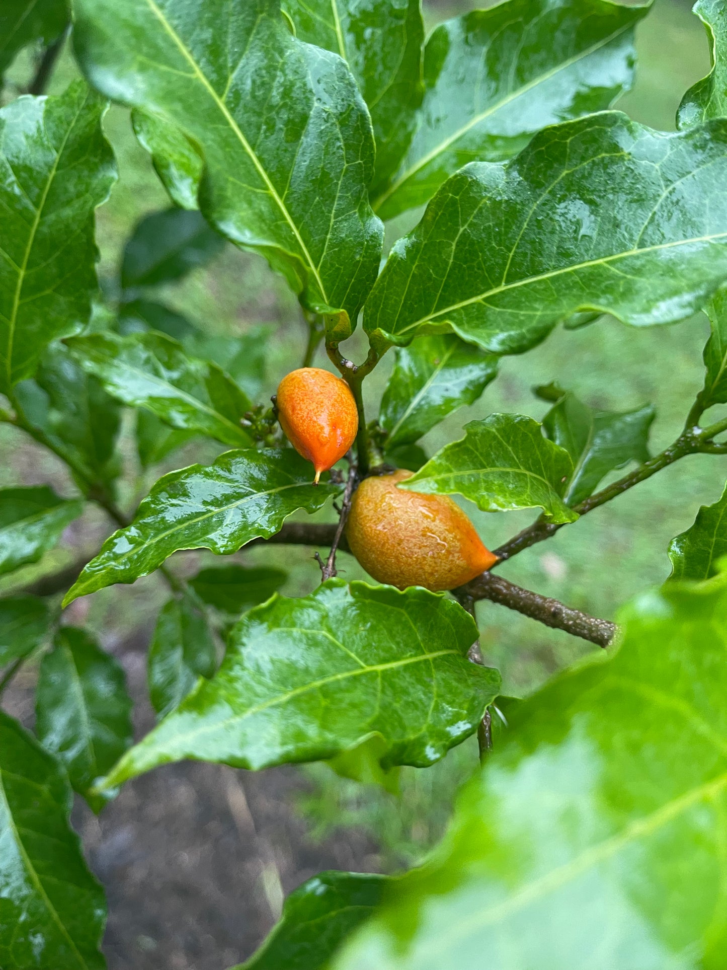 Peanut Butter Fruit 2l