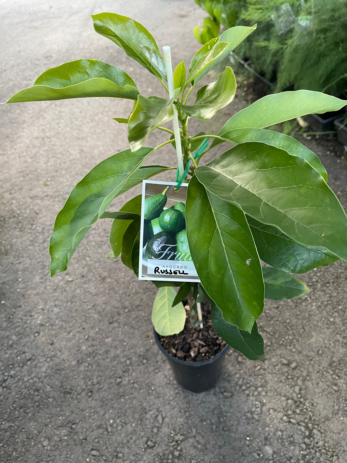 Russell Avocado (A Type )2l