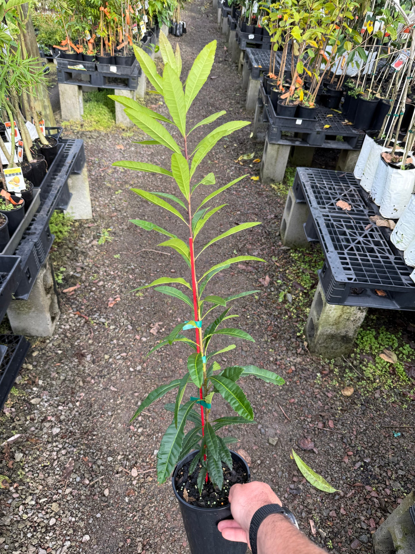 Chinese Bayberry 2L