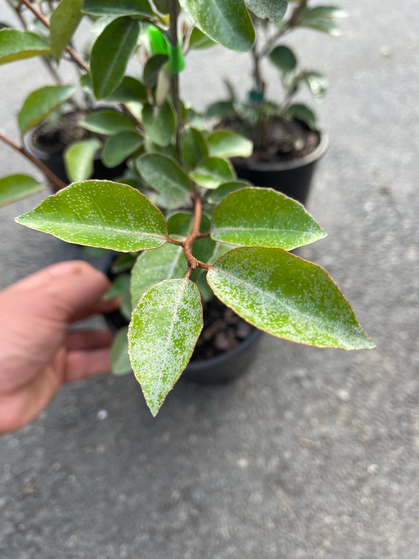 Elaeagnus Macrophylla - Silver Berry