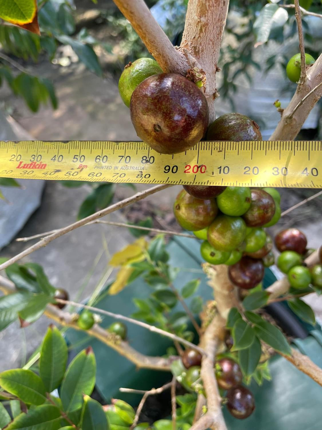 Jaboticaba Z4 - Advanced 4l