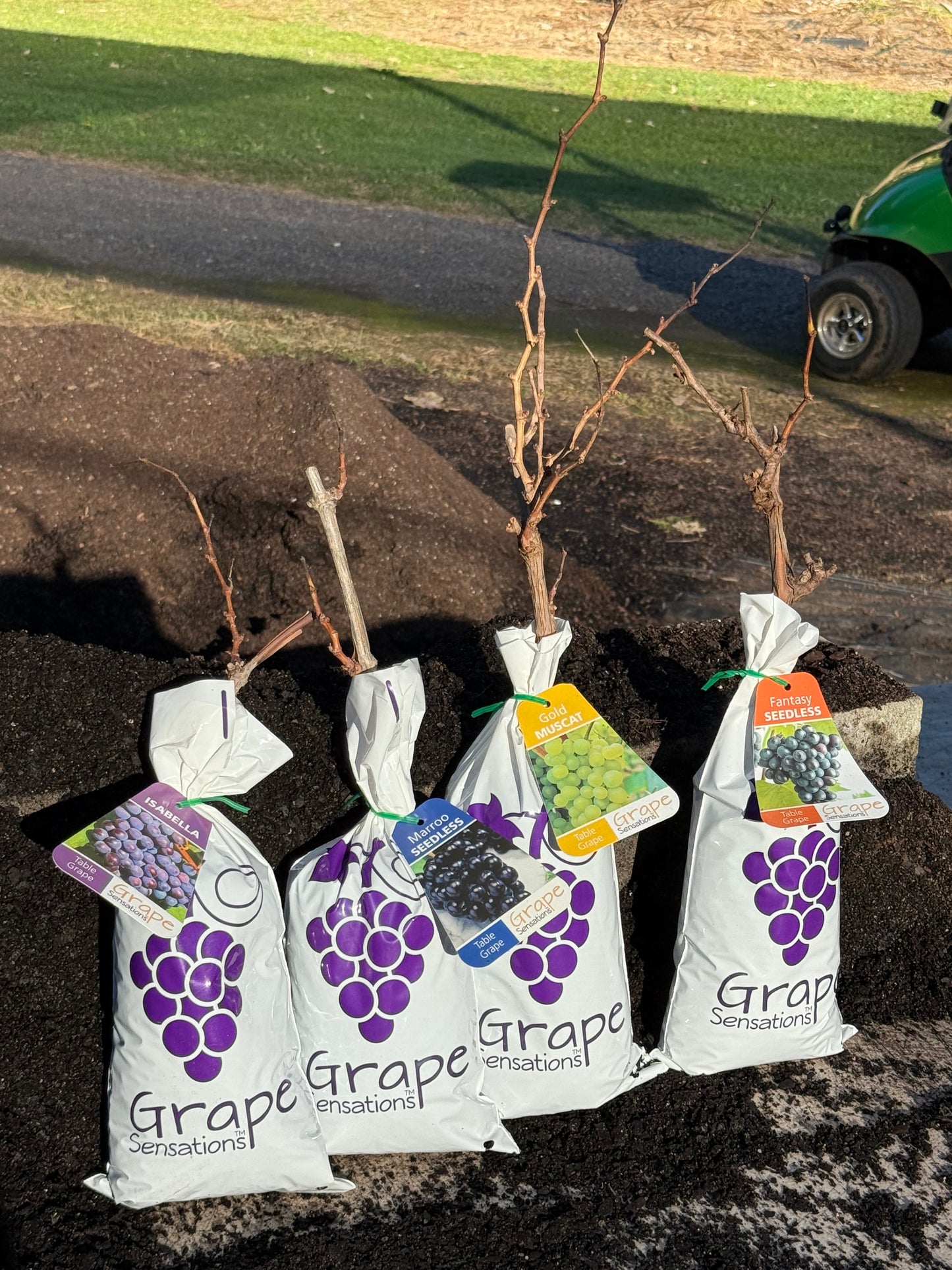 Grape Sultana H5 Seedless QLD ONLY (BARE ROOT)