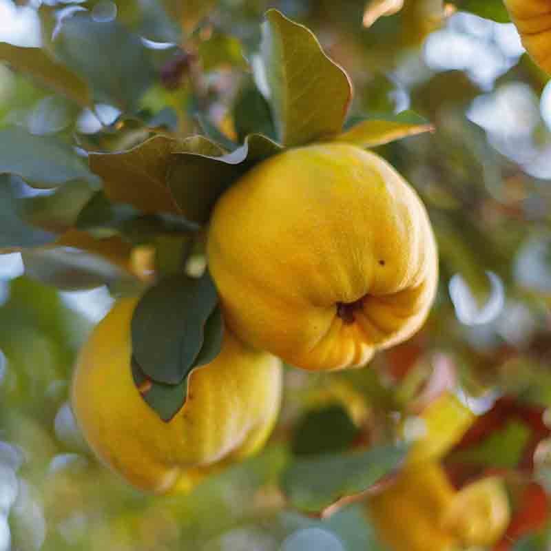 Quince - Champion