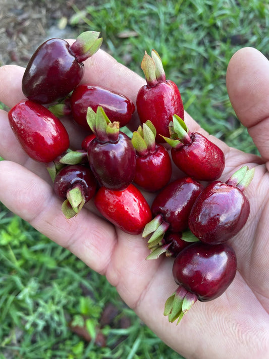 Cherry of the Rio Grande