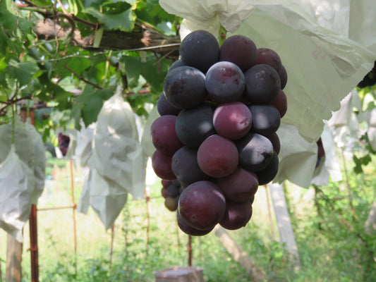 Grape - Christmas Rose QLD ONLY (BARE ROOT)