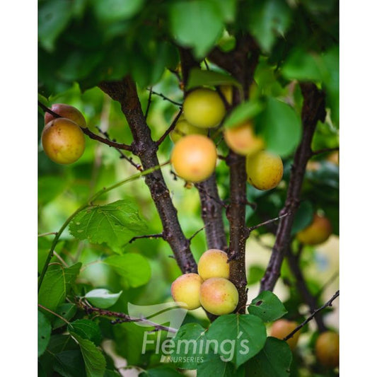 Cot N Candy Interspecific Apricot