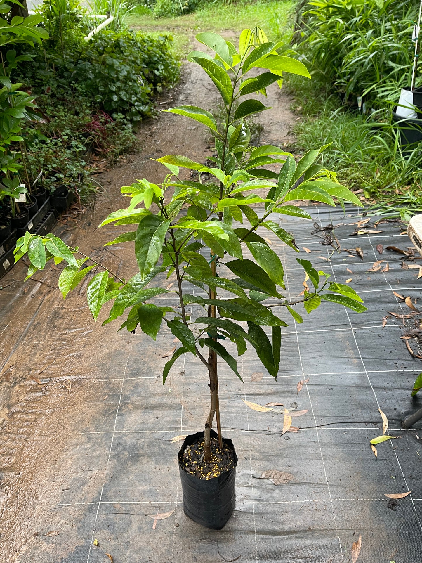 Sugar apple Grafted - Kampong Mauve