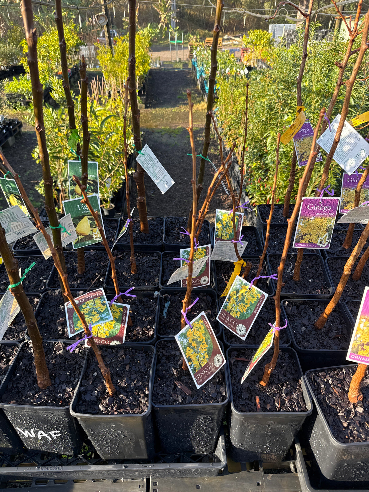 Ginko Biloba Male Grafted - Maiden Hair tree ( Bare Root Potted)