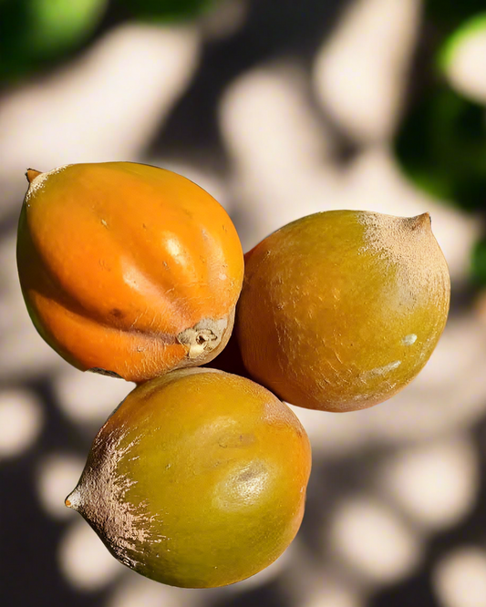 Green Sapote