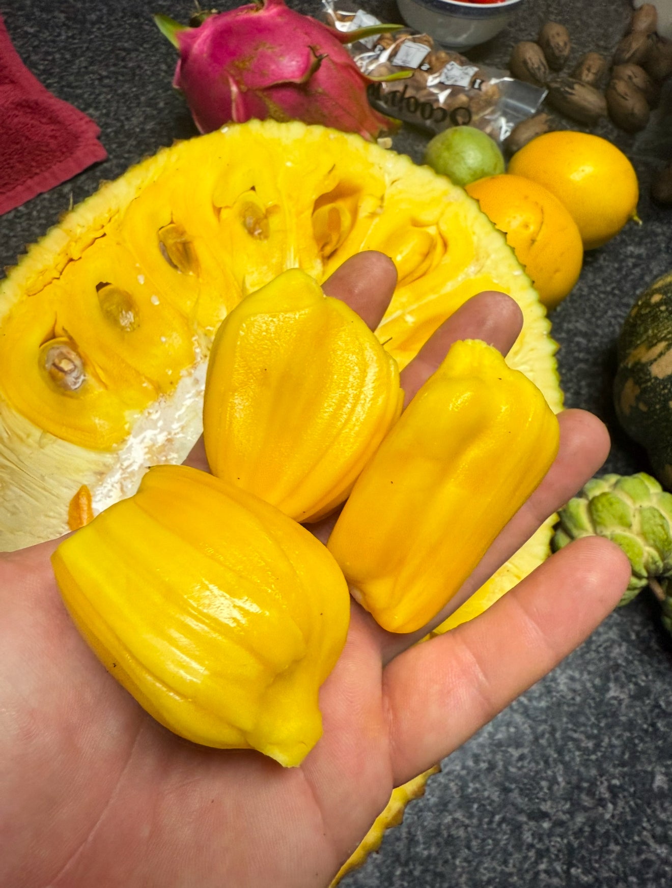 Jackfruit Grafted - J33