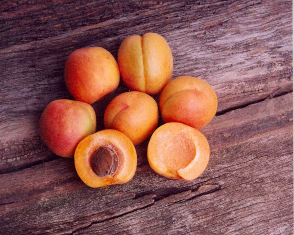 Apricot - Fireball Dwarf ( Bare Root Potted )