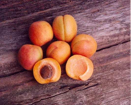 Apricot - Fireball Dwarf ( Bare Root Potted )