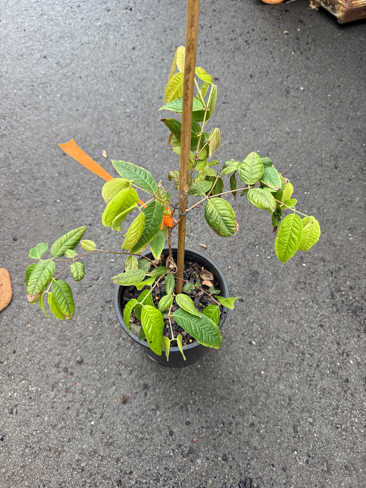Jaboticaba White - Plinia aureana