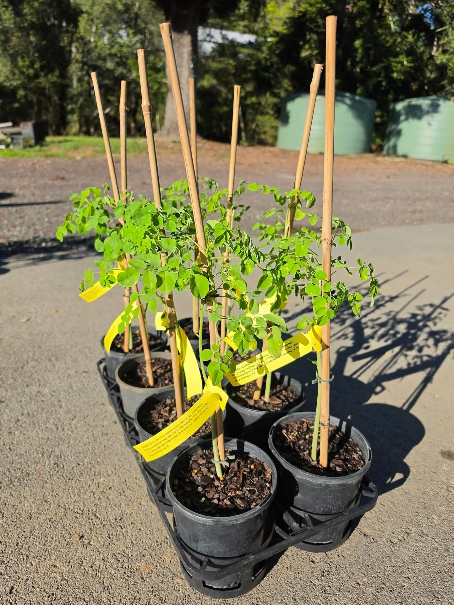 Moringa - Horseradish tree