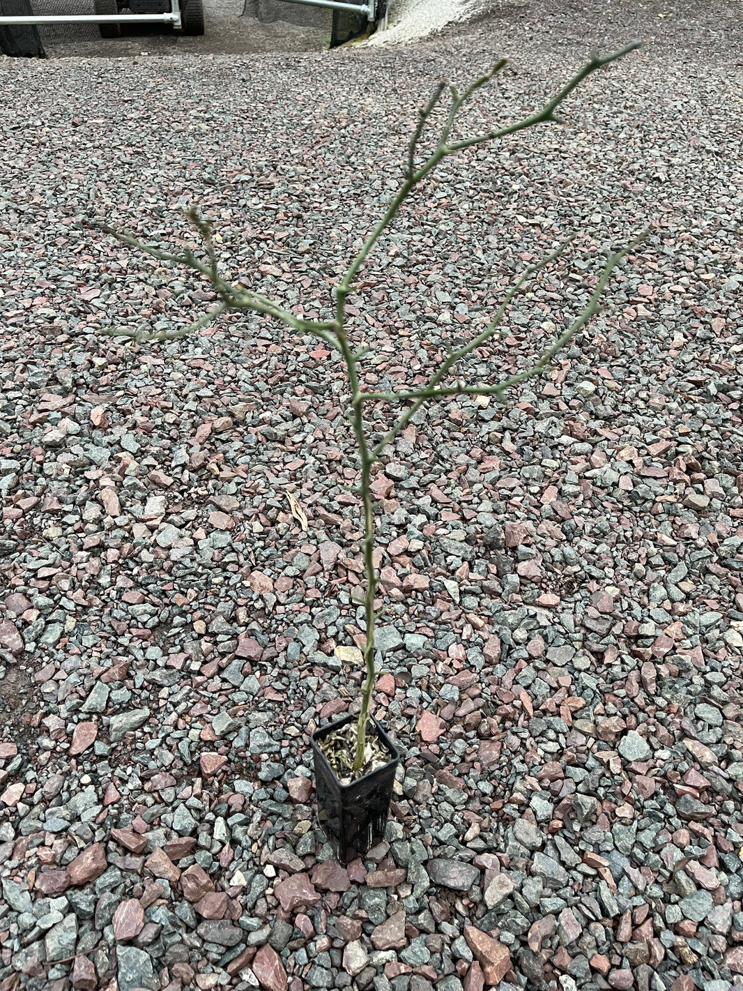 Rootstocks Buy Rootstock plants for grafting at home Citrus, Apples and pear ...
