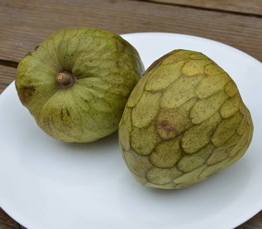 Cherimoya - Bays