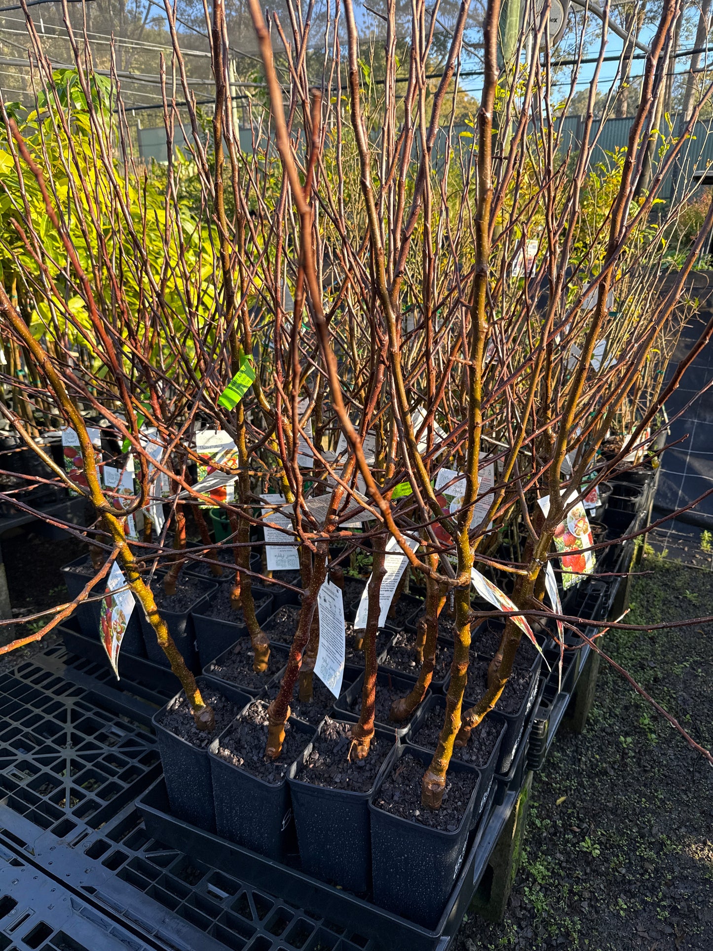 Dwarf Apple - Bite Size (Bare Root Potted)