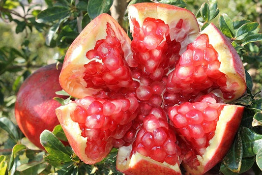 Pomegranate Elche 180mm