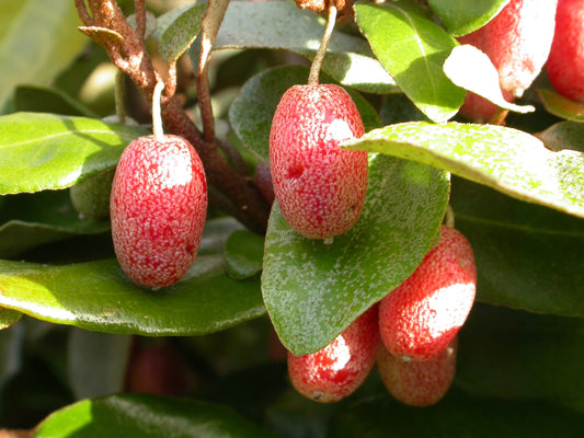 Elaeagnus Macrophylla - Silver Berry