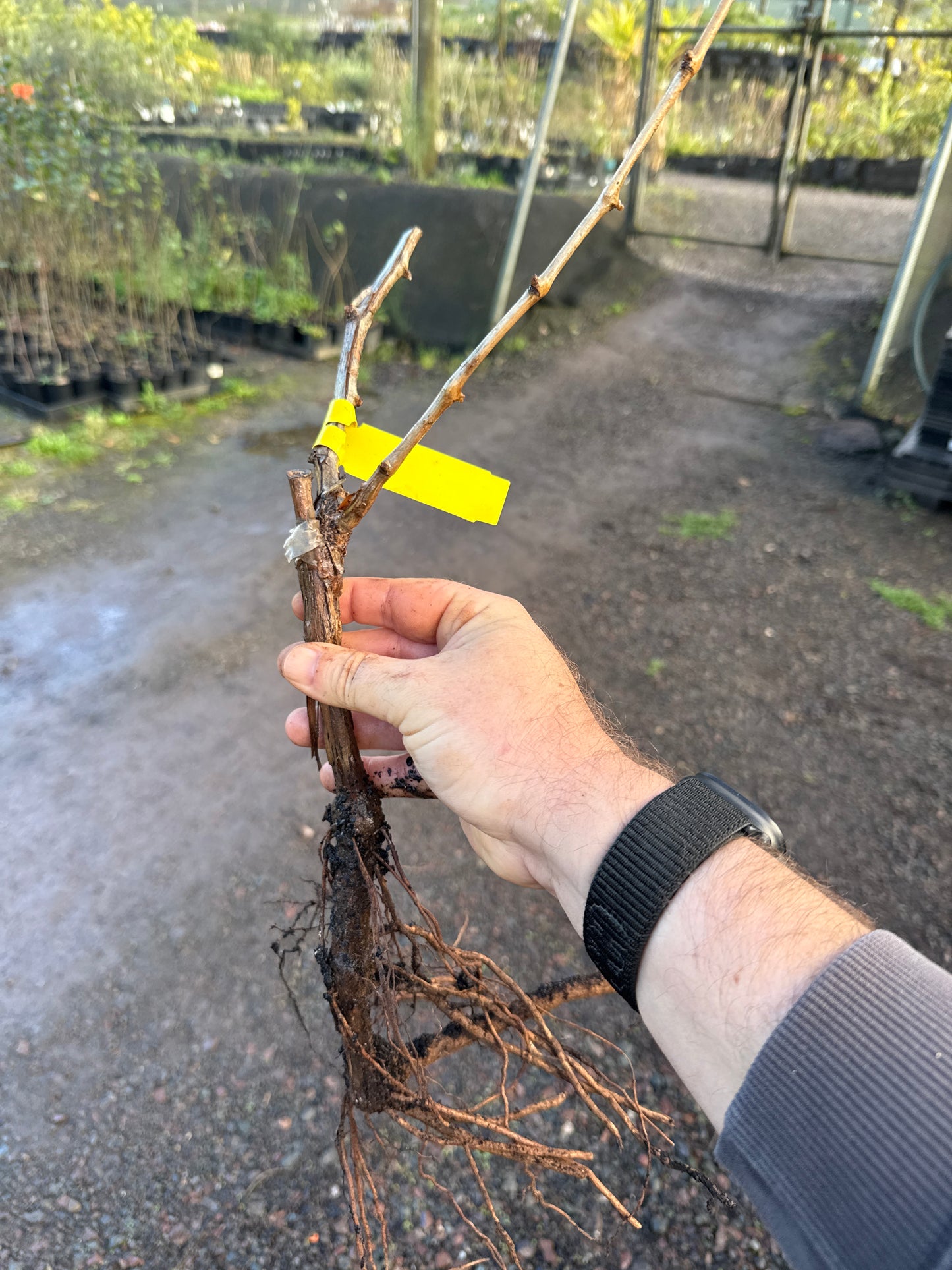 Grape Emerald Seedless - Grafted QLD ONLY (Bare Root)