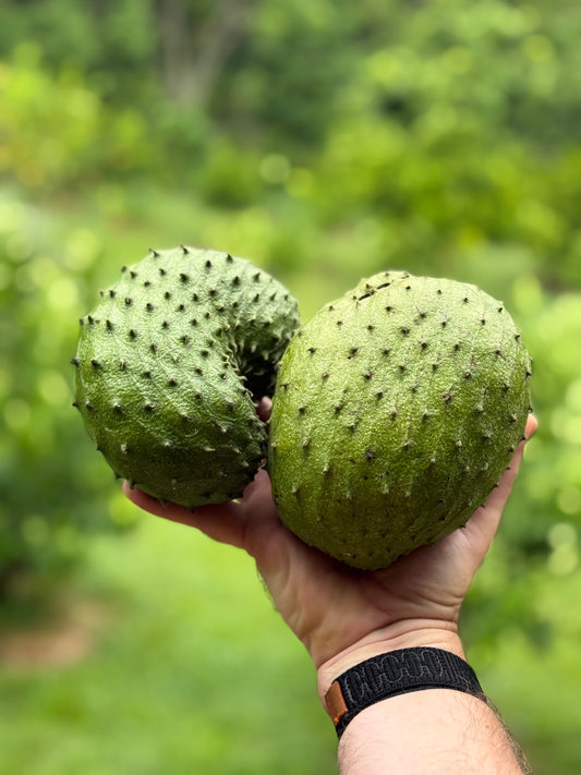 Soursop