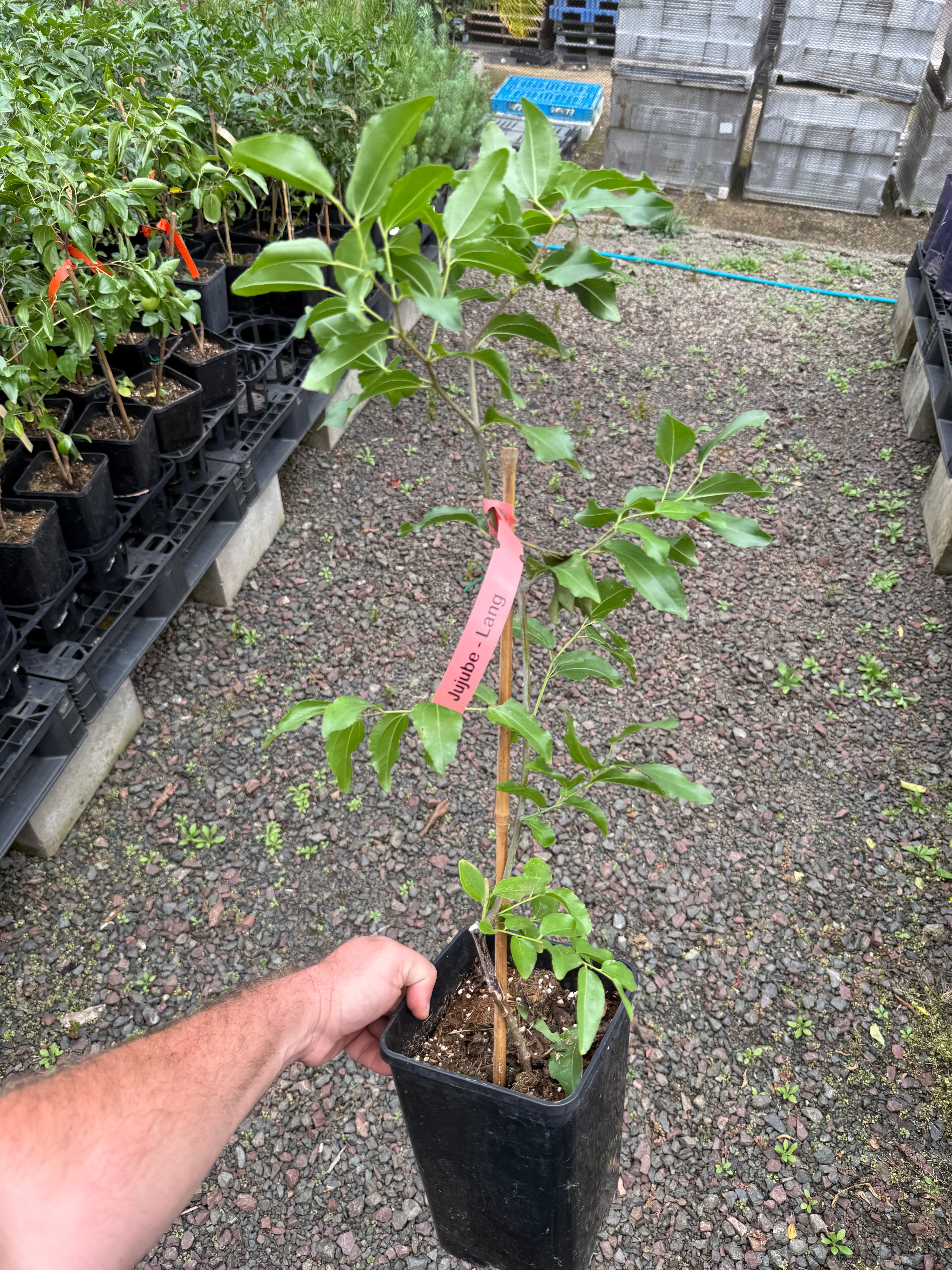 Buy Jujube Trees Online - Delivered to your door! – Ross Creek Tropicals
