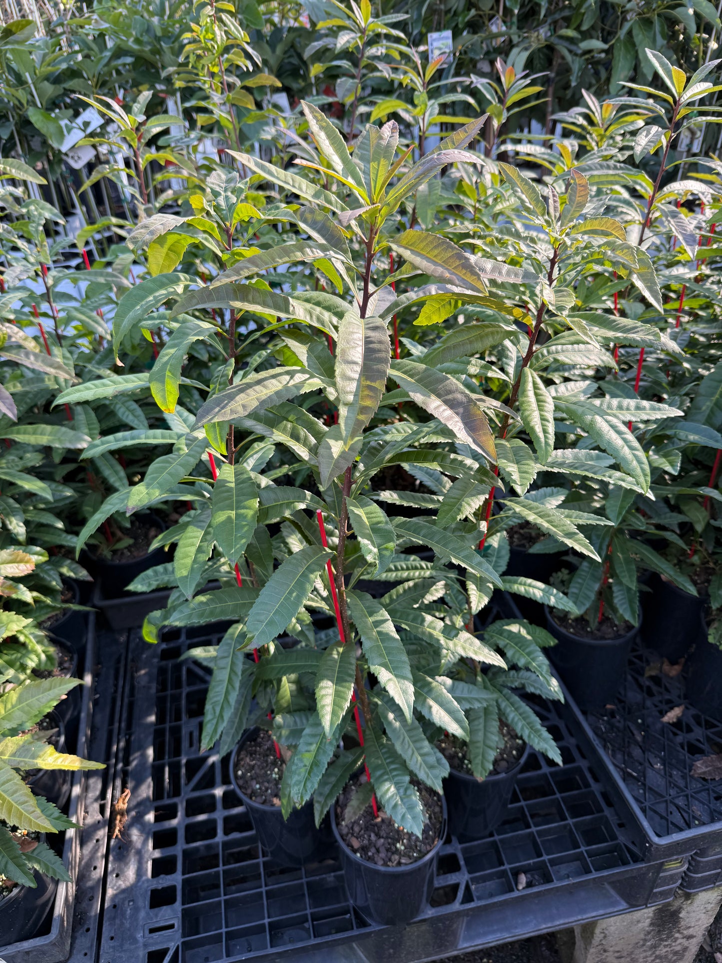 Chinese Bayberry 2L