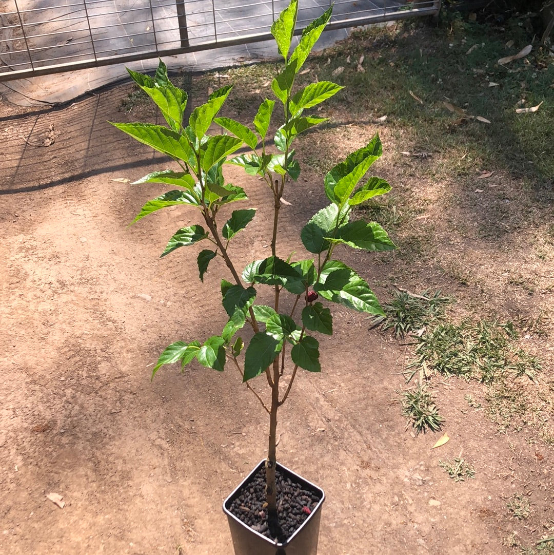 Mulberry Black Dwarf 5l