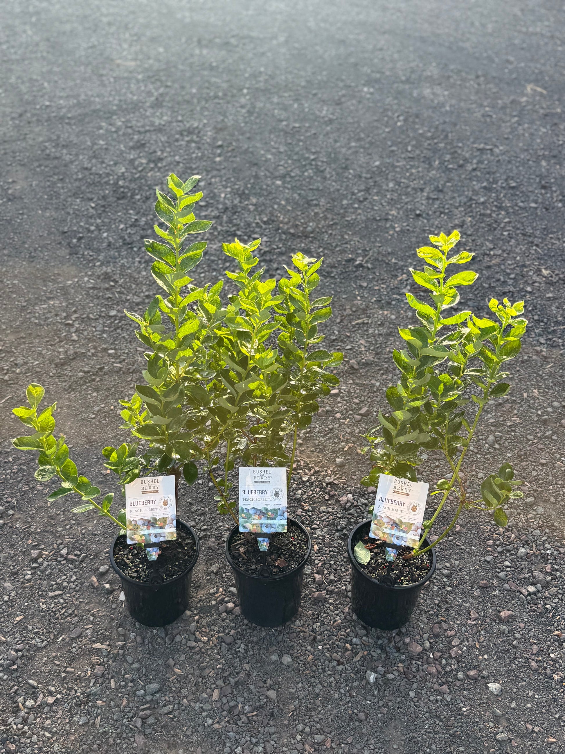 blueberry peach sorbet plant Blueberry Peach Sorbet – Ross Creek Tropicals