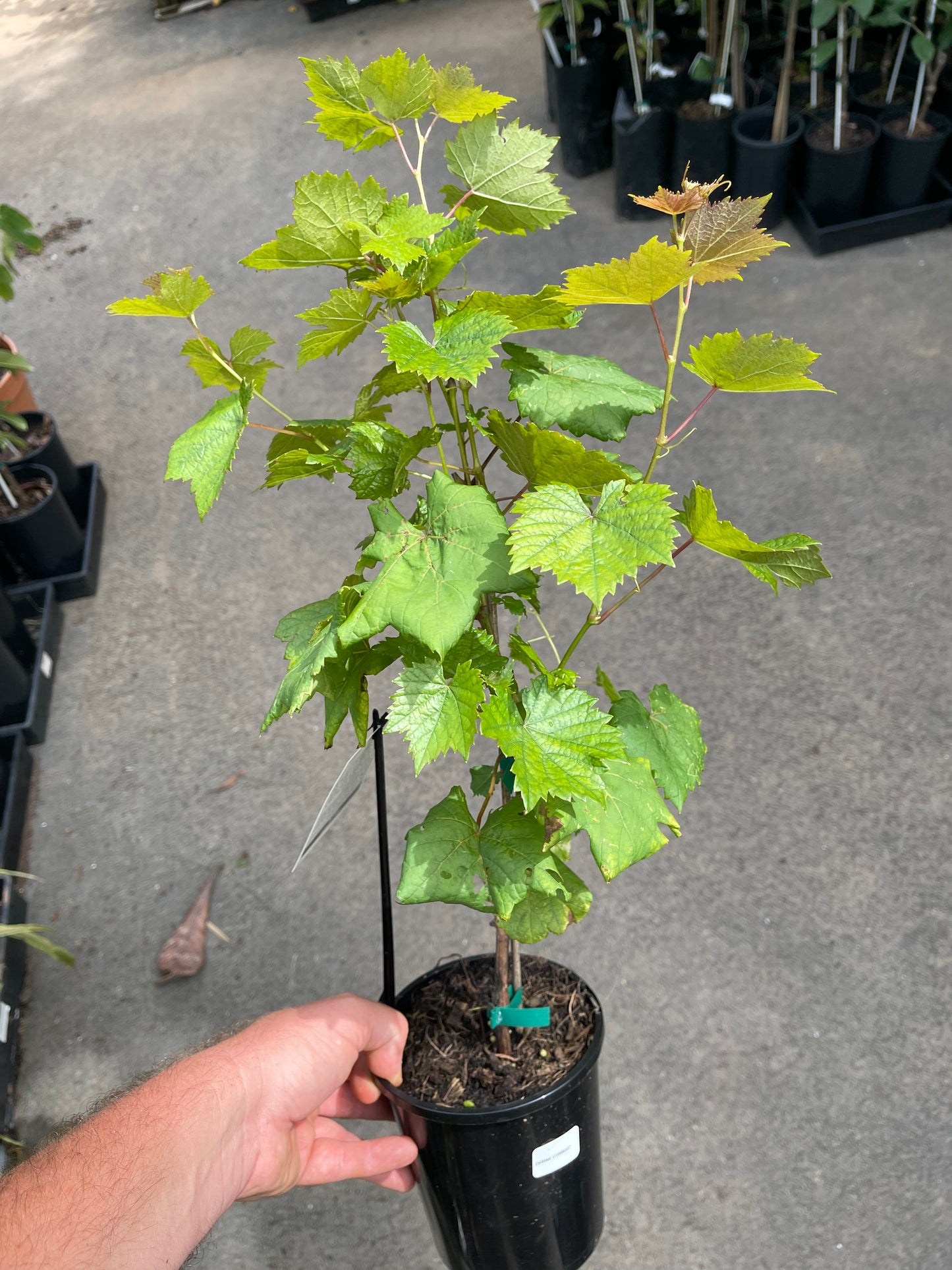 Grape - Carina Currant - QLD ONLY