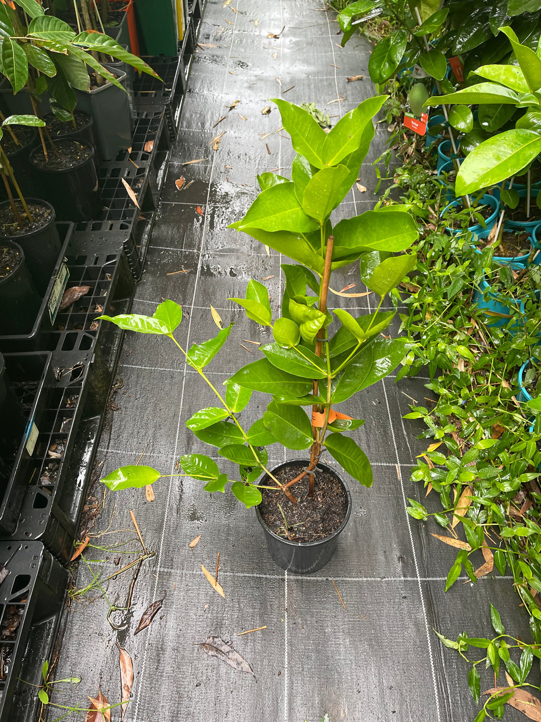 Buy Wax Jambu Fruit trees Delivered to your door! Ross Creek Tropicals