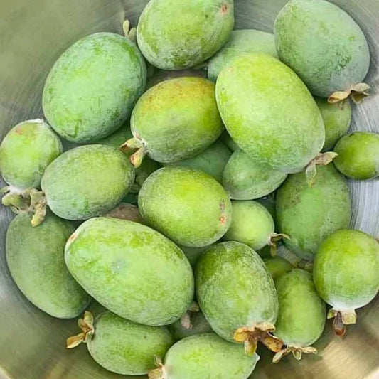 Feijoa - Large Oval