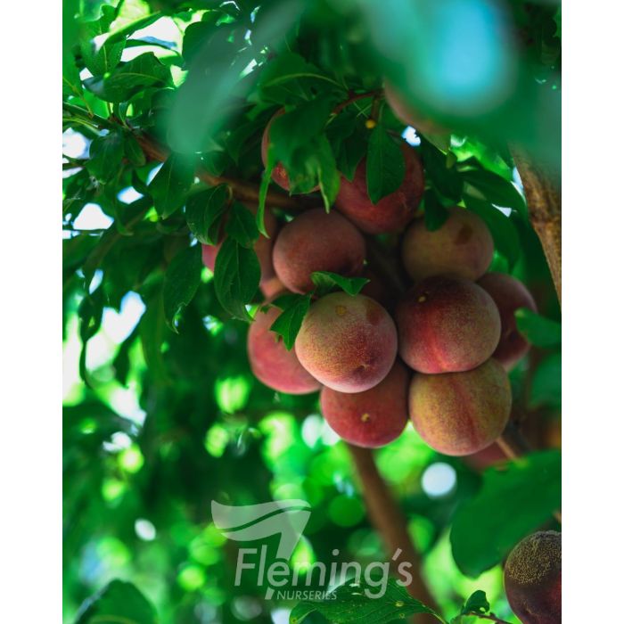 Flavor Supreme Plum x Apricot