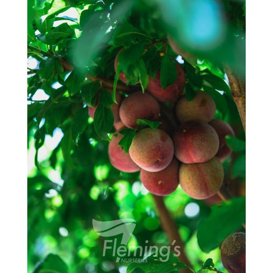Flavor Supreme Plum x Apricot