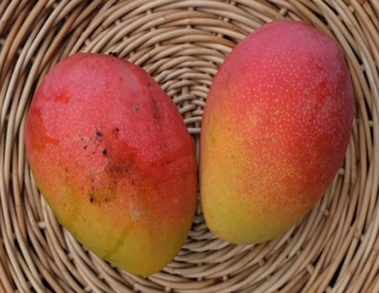 Mango - Fruit Punch