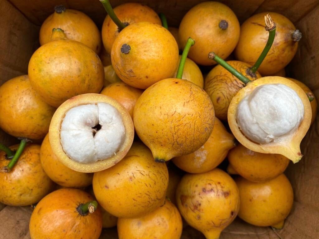 Garcinia Macrophylla