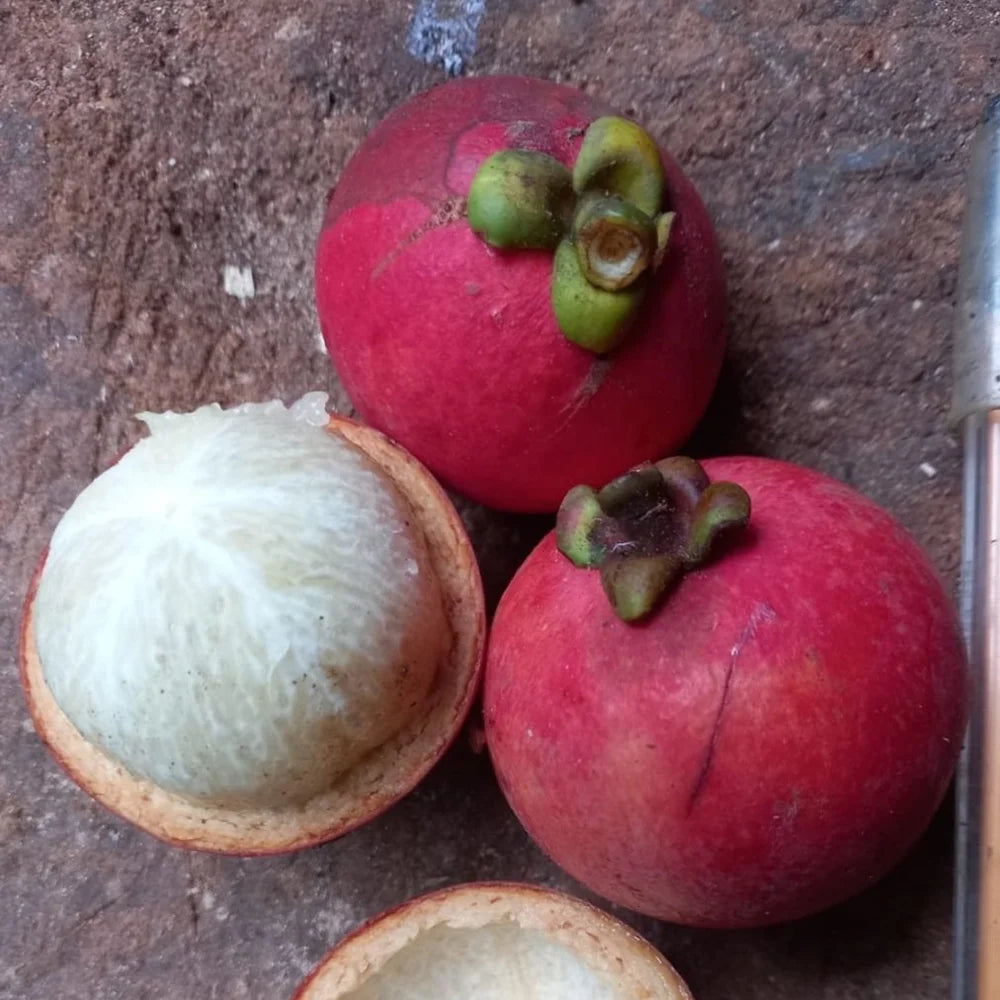 Seashore Mangosteen - Garcinia Hombroniana