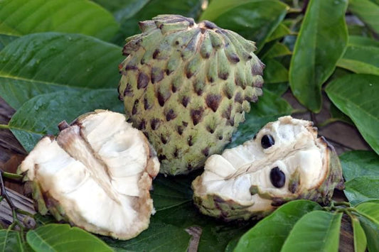 Custard Apple - Geffner