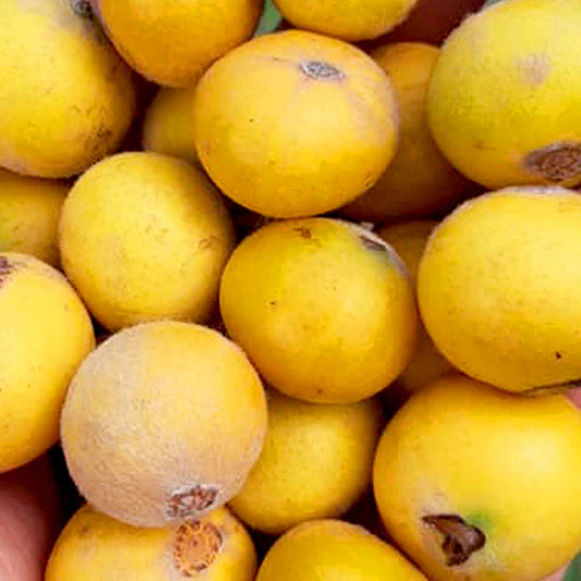 Jaboticaba - Giant yellow