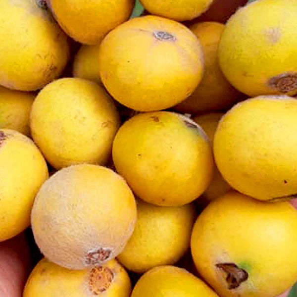 Jaboticaba - Giant yellow – Ross Creek Tropicals