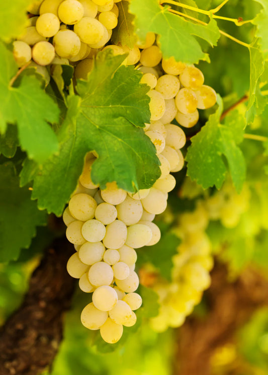 Grape Gordo Blanco QLD ONLY (BARE ROOT)