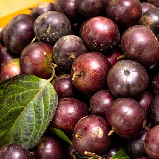 Governors Plum