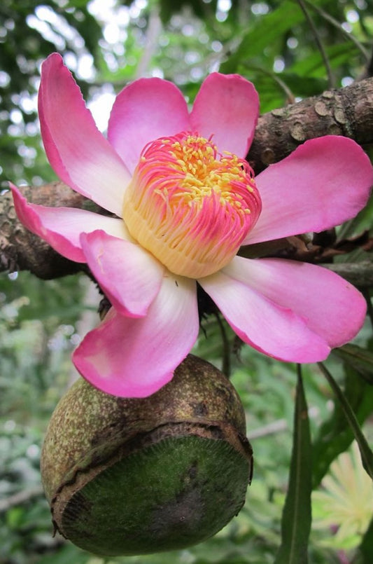 Membrillo - Heaven Lotus