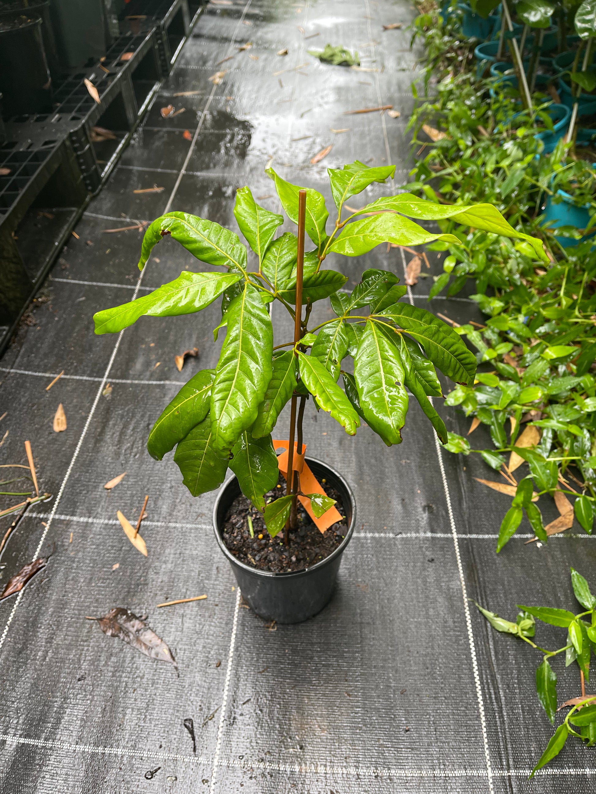 Buy Alupag tree online- delivered to your door – Ross Creek Tropicals