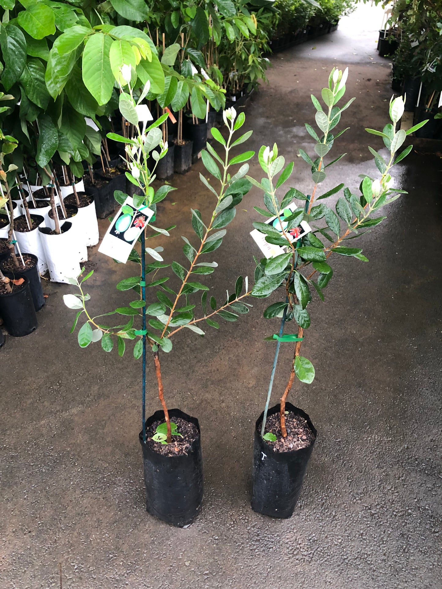 Feijoa Triumph 5l